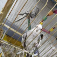 عروس هلندی|حیوانات|قم, علی آباد سعدگان|دیوار