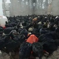 جوجه محلی پاسیاه قیمت 85هزار تومان|حیوانات مزرعه|زرین دشت (فارس), |دیوار