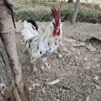 خروس گلین‌
