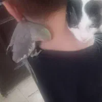 عروس هلندی ماده