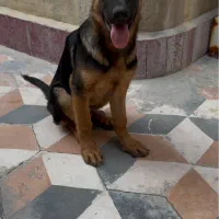 واگذاری توله ژرمن مو کوتاه|سگ|بوشهر, |دیوار