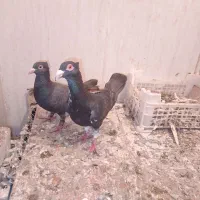 کبوتر  زات دار