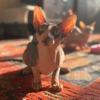 گربه اسفینکس