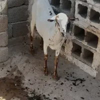 بز ابستن خیلی نزدیک|حیوانات مزرعه|بندرعباس, |دیوار