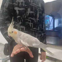 عروس هلندی ماده تخم گذار