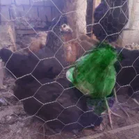 تعدادی جوجه ۴ ماهه و ۱۴ جفت مسافتی وبهبهونی|حراج|فسا, |دیوار