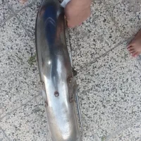 لوازم موتور