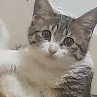 واگذاری رایگان|گربه|نجف‌آباد, امام خمینی|دیوار