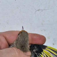 سهره نر دورگ رام|پرنده|تهران, سردارجنگل|دیوار