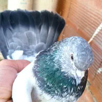 یک جفت کبوتر باش سپه صید شده