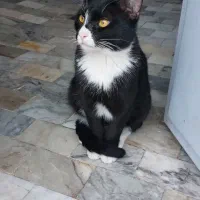 گمشده، مژدگانی ۵میلیون|گربه|شهرکرد, |دیوار