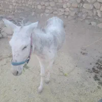 اسب ماده دو عدد و یک علاغ نر