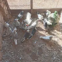 کبوتر‌|پرنده|جوادآباد, |دیوار