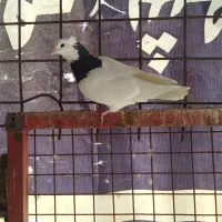 توقی نر وماده|پرنده|حمیدیه, |دیوار