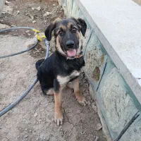 توله ژرمن 6 ماهه|سگ|محمدشهر, همایون ویلا|دیوار