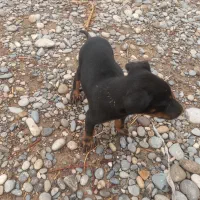 واگذاری توله دوبرمن|سگ|دزفول, |دیوار