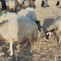 ۱۰ میش داشتی
