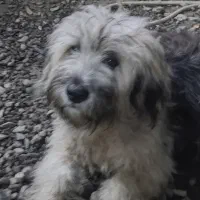 توله سگ شینزو|سگ|صومعه‌سرا, |دیوار