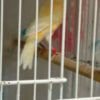 قناری پرتقالی نر و سوخته نر|پرنده|بیجار, |دیوار