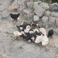 اردک