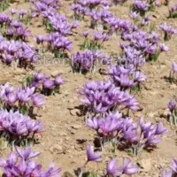 به پنج کارگر برای فصل زعفران نیازمندیم