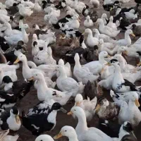 اوردک سالم سرحال