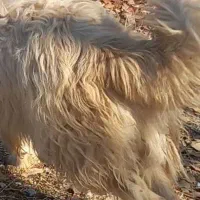 سگ نر  گله ای زرنگ