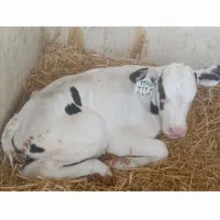 گوساله قطع شیر و  شیر خوار نژاد هلشتاین