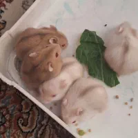 حیوان خانگی آرام همستر