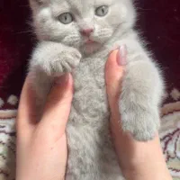 سرپرستی گربه