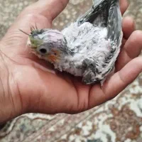 عروس هلندی سریلاکی