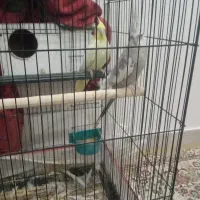 یک جفت عروس هلندی بالغ