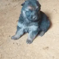 سگ نگهبان|سگ|تهران, پاسداران|دیوار