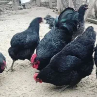 تخم نطفه دار مرندی استراپلوپ وگلین|حیوانات مزرعه|کرج, کوی کارمندان جنوبی|دیوار