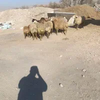 گوسفند زنده با قصاب