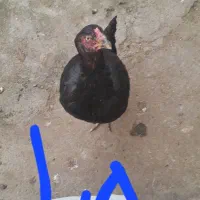 خروس لاری اصیل و۲ تا مرغ لاری اصیل وزن بالا فروشی|حیوانات مزرعه|لاهیجان, لیالستان|دیوار