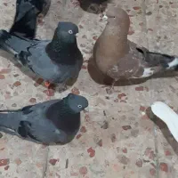 کفتر سبز آبادانی اصیل