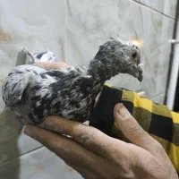 دودی هفرنگ نر|پرنده|بشاریات, |دیوار