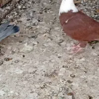 مقلف مخمل بی عیب|پرنده|کازرون, |دیوار