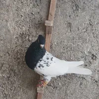 کله و سینه|پرنده|مشهد, خرمشهر|دیوار