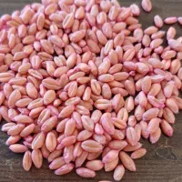 گندم بوجاری شده کیلوی70