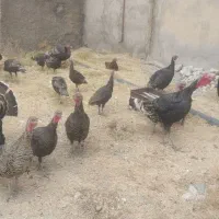 بوقلمو محلی|حیوانات مزرعه|سیلاخور, |دیوار