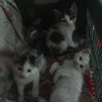 گربه بچه
