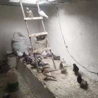 فروش کفتر جفتی