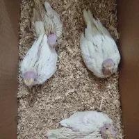 جوجه عروس هلندی...|پرنده|ایرانشهر, |دیوار