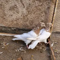 کبوتر کله زرد|پرنده|مبارکه, |دیوار