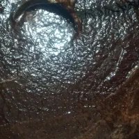 رب انارخانگی