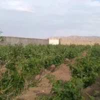 باغ ویلا|فروش خانه و ویلا|تربتحیدریه, پائین ولایت|دیوار