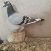 کبوتر عراقی ماد گمشده.       گ م.      ن.  ش.  د