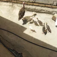 8 عدد بچه  بوقلمون و یک بوقلمون ماده بزرگ|حیوانات مزرعه|الشتر, |دیوار